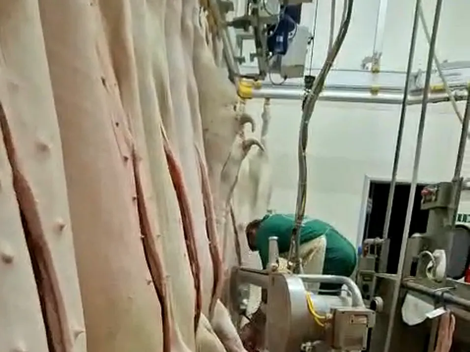 Mezzene appese nello stabilimento 3M Macello